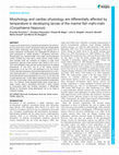 Research paper thumbnail of Morphology and cardiac physiology are differentially affected by temperature in developing larvae of the marine fish mahi-mahi (<i>Coryphaena hippurus</i>)