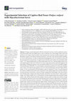 Research paper thumbnail of Experimental Infection of Captive Red Foxes (Vulpes vulpes) with Mycobacterium bovis