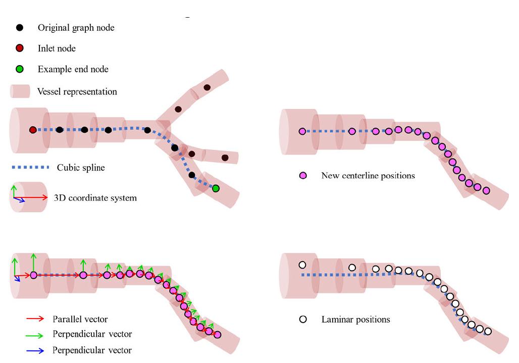 FIGURE 2. Particle trajectory generation representation. From a directed graph, a trajectory is selected from an inlet node to an end node. Then, new centerline positions are generated using a velocity-diameter relationship. Finally, from parallel and perpendicular vectors of the centerline trajectory, laminal positions are created. 