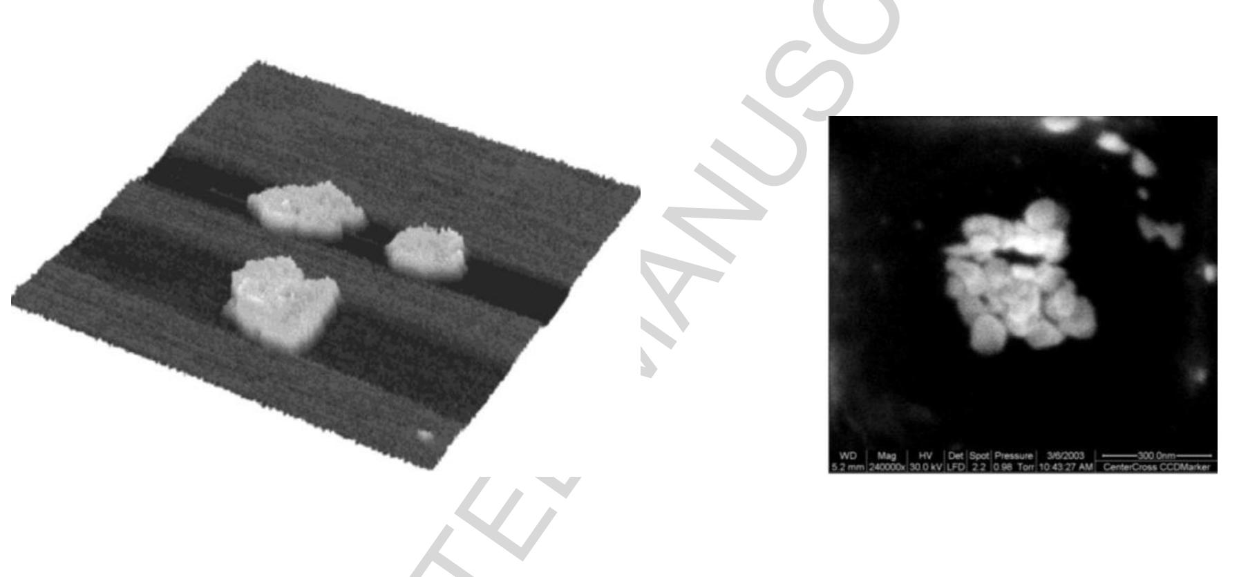 Figure 3. Oxo-hydroxy inorganic polyelectrolyte collapsed nanoparticles are in dynamic equilibrium in two-component mixed solvents and are used in conservation and preservation technology. Preferential adsorption of one component from mixed solvent in inorganic weak swollen aggregate transforming into nanoparticles is the dominant mechanism of stabilisation. These hybrid weak aggregates are the precursors of the nanoparticles shown: based on aluminium hydroxide (left) and magnesium hydroxide (right) used for paper conservation and observed by environmental electronic microscopy [41] and.also by atomic force microscopy when adsorbed from a liquid [43].  The DOLLOPs based on calcium oxo-hydroxide are at the basis of the most advanced proven  techno  ogy of fresco conservation [41]. Magnesium nanoparticles resulting from first order transition  are also used in advanced paper conservation [42], since they are a source of hydroxyl groups, and the material impregnated with them become self-healing against sources of protons that are produced by  adsorp mixed issued  ion/desorption of sulphur, for instance. Alkaline earth based weakly associated particles in solvents are also used for advanced archaeological wood conservation [43]. The nanoparticles from DOLLOPs can be observed by Environmental Scanning Electron Microscopy (ESEM), as  well as by Atomic Force Microscopy (AFM) in solution, as shown in Fig. 3. 