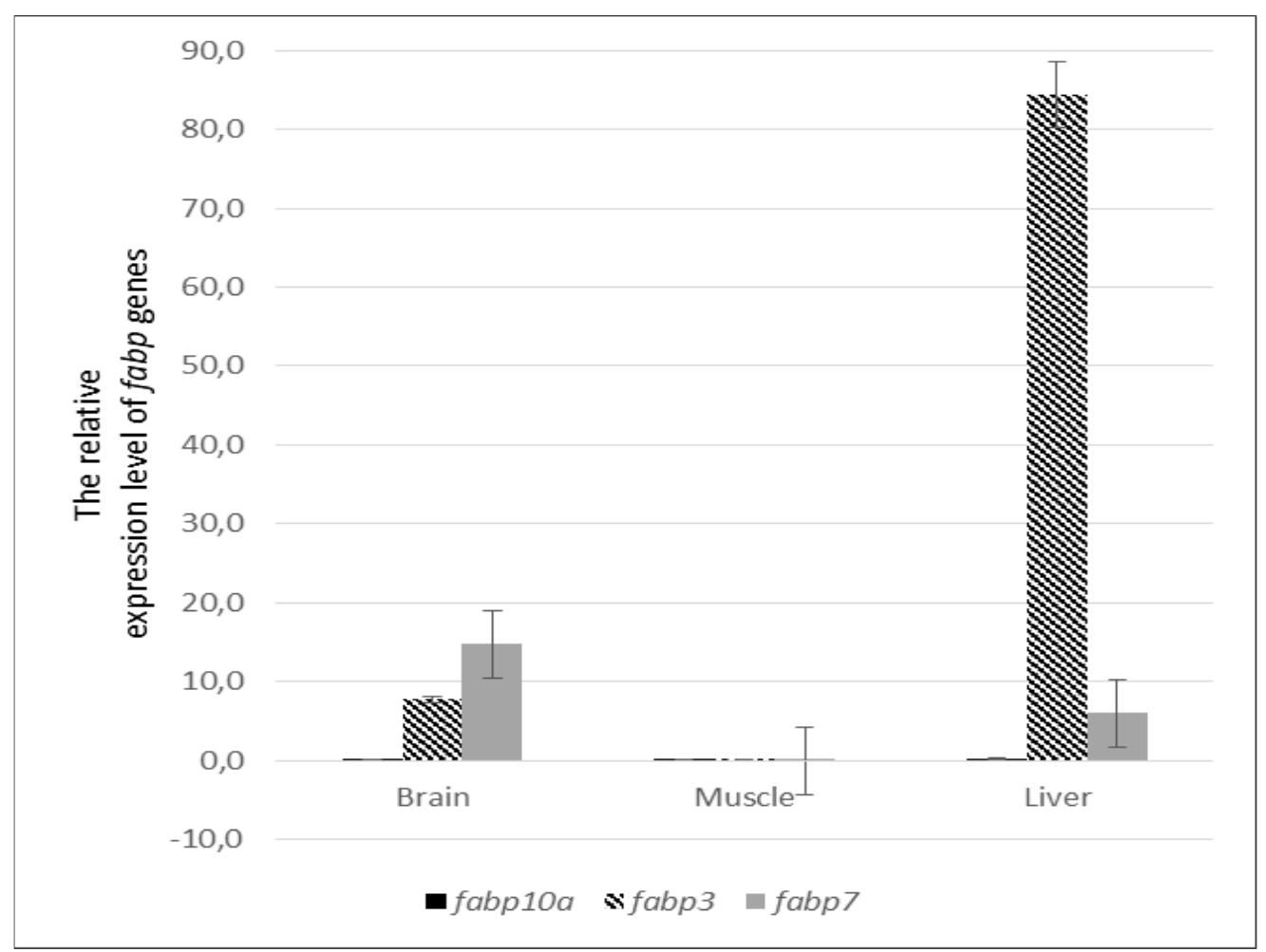 Figure 5. Expression levels of transcripts belonging to the fabp gene family. The study of Wang and colleagues have reported expression profile of nine separate fabp genes in different chicken tissues. Among them, fabp7 and fabp10 were also showed to be highly expressed in the liver tissue (Wang ef al., 2019). In pufferfish (Zetraodon _ nigroviridis), duplicated fabp7 and fabp/0 genes was found in the genome and differently distributed in diffenrent tissues (Parmar, Wright, 2013, Thirumaran, 2014). In gold pompanos (Trachinotus ovatus), the expression of fabp7 gene in brain tissue was significantly higher than that of other fabp genes (Lei et al., 2020), which is very similar to our cas study in Japanese e. For the fabp3 gene, a seabass (Lateolabrax japonicus) has showed that although fabp3 was widely distributed in many tissues, but muscle and liver tissues have much higher fabp3 expressions compared with other tissues (Xu et al., 2017). hypophthalmus showed regulation of fabp3 gene in Our study in the catfish P. the remarkable up- iver tissue and followed by brain tissue. Our results further indicated the important roles of acid and lipid metabolis oxidation and storage of tissue expression patterns of stri genes were different wi fish to some extent tha evolutionary fabp functi The function of fabp g catfish needs to be elucid fish liver in fatty m, including synthesis, fatty acid and lipid. The pped catfish fabp h those of some other may indicate specific ons in stripped catfish. ene family in stripped ated by further studies.
