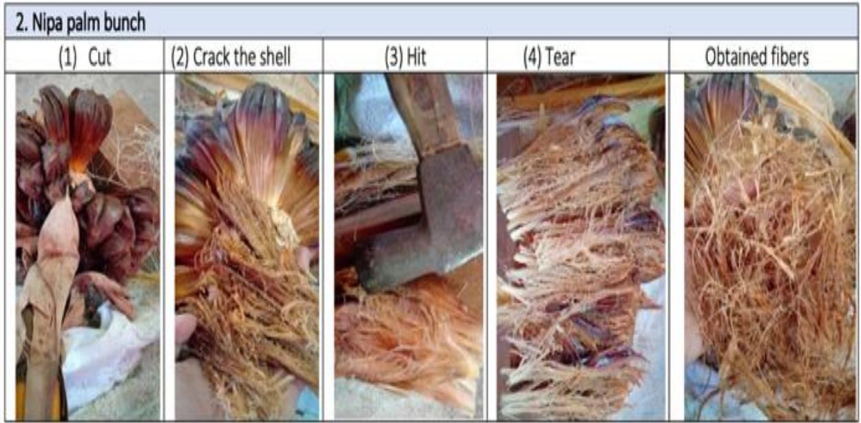 There are four steps for making fibers: cutting, cracking the shell, hitting, and tearing. The obtained fibers were tough and thick, and the texture of the shell was mixed with the fiber. This makes the fibers dark. Each bunch had more than 40 fruits, depending on the size of the bunch. Following this procedure, a large number of fibers were obtained. The length of the fibers was approximately 6.5-7.5 cm in length/fruit. Fig. 3 shows how to separate the fibers from the Nipa palm bunches.  Fig. 3. How to separate the fibers from Nipa palm bunches. 