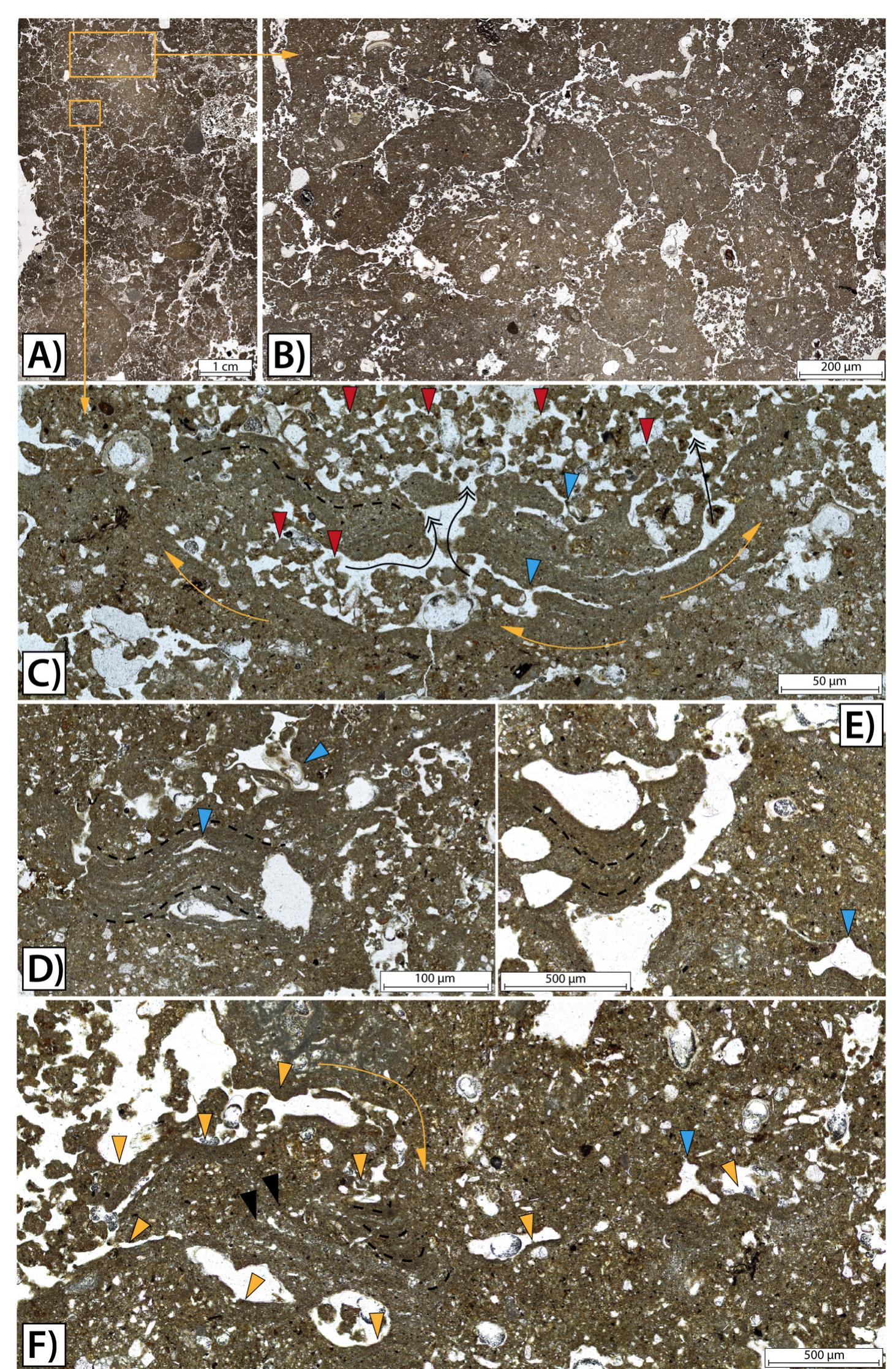 Fig. 5. Micromorphological features of the soil horizon stratigraphically associated to terrace 2. A) Thin section scanning showing a complex microstructure combining a subangular blocky with a granular microstructure, as detailed in B); C)Deformation features, such as boudinage-like and stretched structures (orange arrows and dashed line), hydrofractures (black arrows) and wavy voids (blue triangles). Red triangles show postdepositional mesofaunal excrements; D)-F) Dusty clay coatings (orange triangles), sedimentary crusts (black triangles) and deformation features, such as boudinage-like and stretched structures (orange arrows and dashec line), wavy voids (blue triangles) and layering deformation features. 