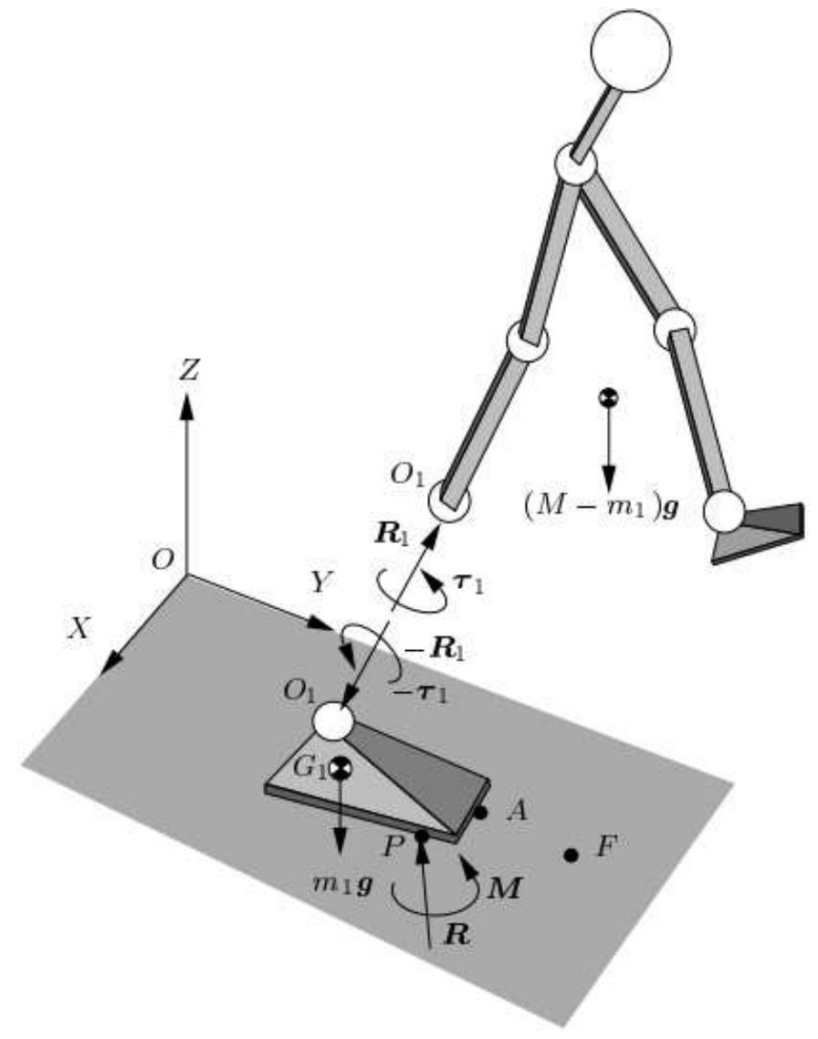 Figure 2.3: The sketch of a 3-D extended rigid-body biped robot [11]  of the foot. 