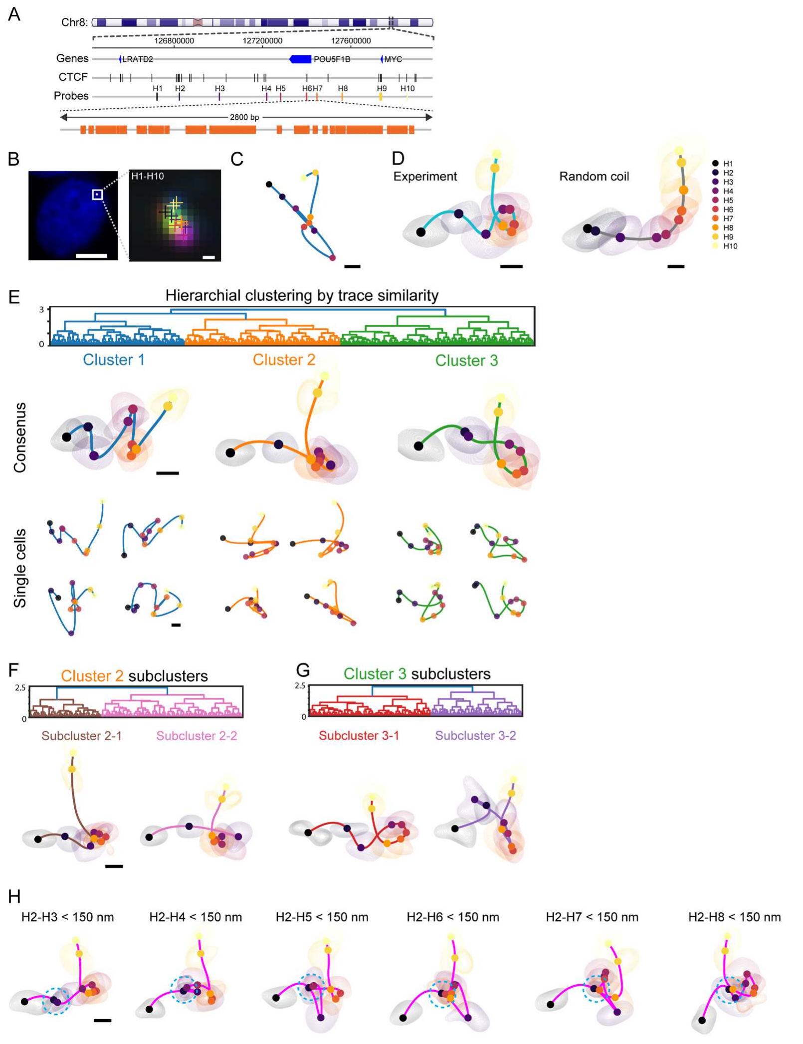 Figure 3: Genomic architecture of a TAD-scale region in the MYC locus. 