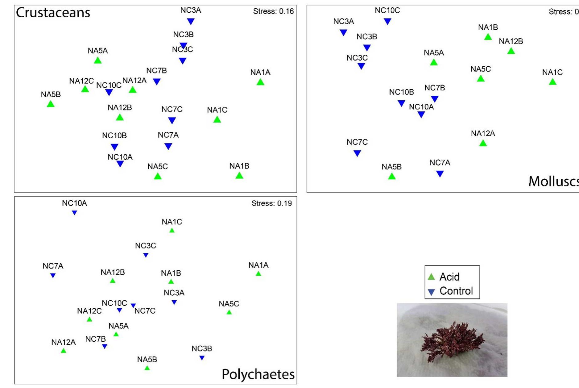 Fig. 6 Non-metric multi-dimensional scaling (nMDS) plot of the species of the most abundant taxa associated with natural algae turf in acidified and control conditions