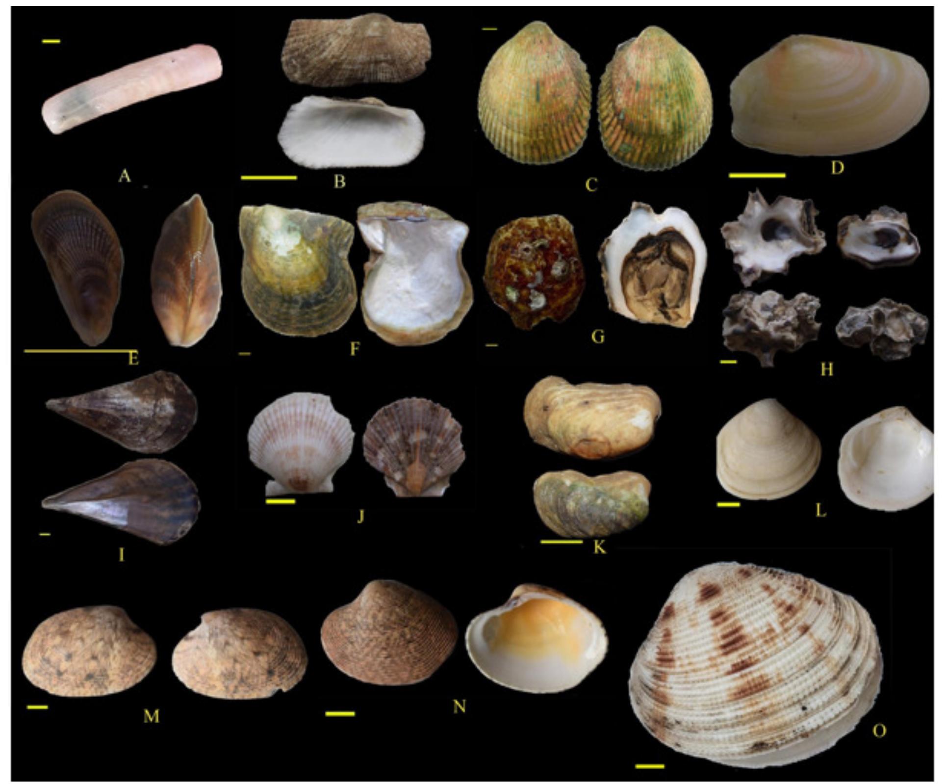 g. 2 : Images of reported of bivalve species. A- Solen lamarckii, B- Mesocibota bistrigata, C- Vasticardium flavum, D- Tellina radiata, E- Brachidontes undulatus, F- Pinctada fucata, G- Magallana gigas, H- Saccostrea cucullata, J- Pinna bicolor, J- Valachlamys tranquebaria, K- Neotrapezium sp., L- Meretrix meretrix, M- Paratapes textilis, N- Periglypta reticulata, O- Protapes gallus.