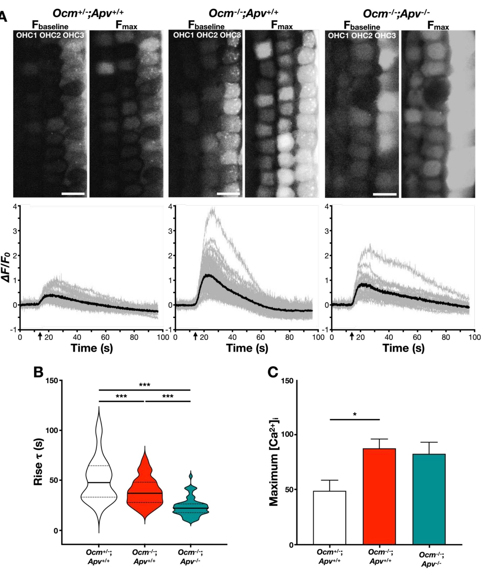 Figure 5. Calcium transients are altered in double Ocm and Apv knockout OHCs. A) Representative images depict Fhaseline (left: before stimulation with KCl) and Fmax (right: max change in fluorescence). Scale bar = 10 um. Below AF/Fois plotted for each genotype. Grey lines are 4F/Fo measurements from individual OHCs. Solid black line represents the mean AF/F» for that preparation. B) Violin plots of rise t for Ocm*” ;Apv"* (white), Ocm™;Apv" (red), Ocm”;Apv" (teal). n=3 animals per genotype. Solid lines represent medians. Dotted lines represent quartiles. Significant differences (one-way ANOVA) are denoted as follows: **<(). 01). C) Fura-2 was used to estimate the [Ca**];levels (in nM) of Ocm*”;Apv* (black, n=38 OHCs) and Ocm;Apv""' (red, n=36 OHCs), and Ocm’;Apv™ (teal, n=33 OHCs). Significance (one-way ANOVA) is denoted as *p=0.022. n>3 for each genotype.  iv preprint doi: https://doi.org/10.1101/2022.03.03.482327; this version posted March 4, 2022. The copyright holder for this preprint (which was not certified by peer review) is the author/funder. All rights reserved. No reuse allowed without permission. 