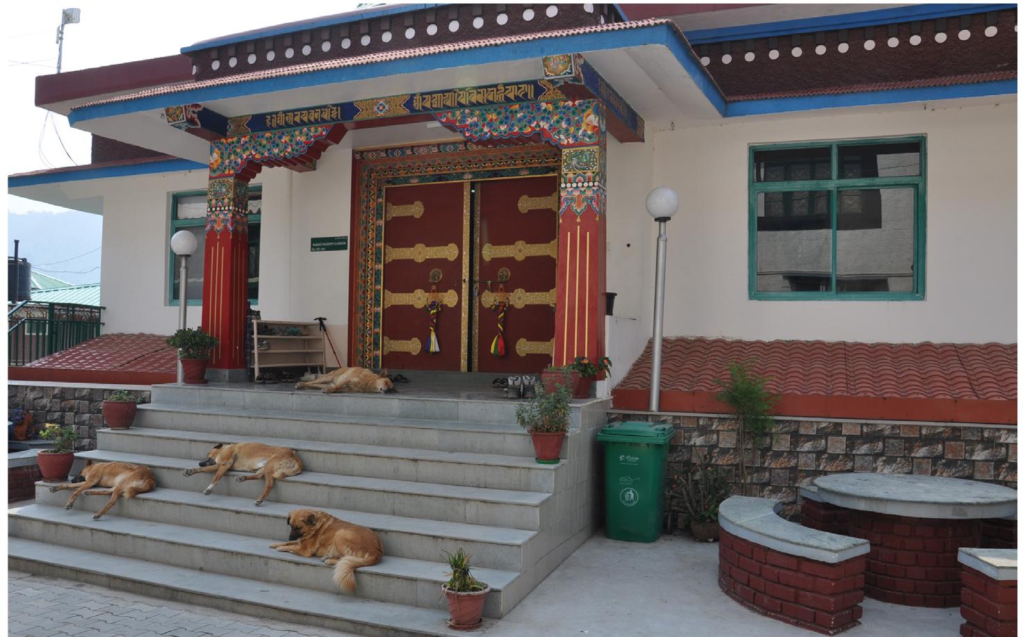 Fig. 1. Dogs in front of a lecture hall in the CTA complex, 2022. © Paulina Koniuch. 