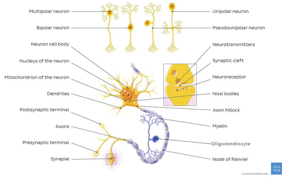 Figure 5. Basic structure of a cerebral neuron [License: Kenhub] . 