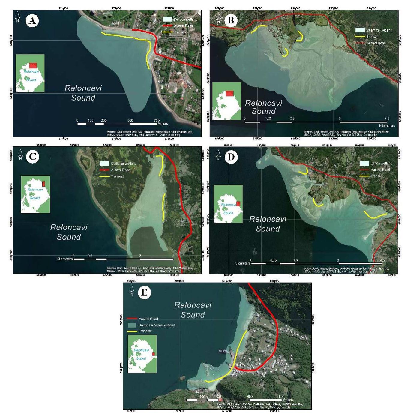 Figure 2. The five wetlands selected in this study: Pelluco (A), Chamiza (B), Lenca (C), Quillaipe (D), and Caleta La Arena (E). Yellow lines are the transects sampled.  Pelluco (Fig. 2A), is a popular beach resort for the inhabitants of Puerto Montt, located on the eastern edge of the city; especially during the summer season. It features extensive real estate development, where much of the land cover is concrete infrastructure. Its freshwater supply comes from an estuary and storm drains that discharge onto the beach. Among the threats observed during the research period were unsupervised domestic dogs, in addition to noise po- llution and other anthropogenic activities.  llution and other anthropogenic activities.  Quillaipe (Fig. 2C) is located 17 km east of Puerto Montt. It is influenced by a semidiurnal tide, with a range close to 4 m at spring high tide. In the intertidal zone there are two areas: a vegetated area (marsh), dominated by a hemicryptophytic perennial vascular flora (e.g., Anagallis alternifolia and Puccinellia glau- cescens) (San Martin and Ramirez 2002) and an area lacking vegetation (tidal flat). The freshwater enters  lacking vegetation (tidal flat). The freshwater enters 