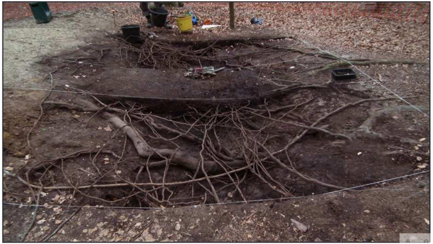 A second community-led evaluation at nearby Egypt Wood in 2022 targeted another section of linear earthwork, probably a continuation of that excavated in 2019. As in 2019, no suitable material was recovered with which to date the bank and associated ditch, such that neither a prehistoric nor medieval origin could be discounted (Bashford 2022). Modern roots and associated organic material were again abundant within the soil samples, to the exclusion of any obviously archaeological material. Likewise, the profusion of roots within the deposits themselves often made the in-field interpretation of stratigraphic relationships particularly problematic (Bashford 2022: 10-11; see Fig 19). 