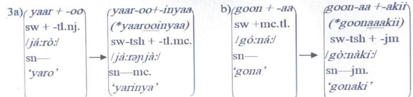 Da zarar an bukaci Karin wani dafi daga tushen farko (wato sassauKaar kalma) domin aiwatar da tasrifin kumburi ko tsira ko ninki za a fahimci cewa wannan kalma ta zama sarkakkiya. Wato dai a yayin tasrifi, sarkakKiyar kalma tana iya zuwa da tuwasu biyu ko fiye kamar a (3a) ne, bayan tushen farko na dafa-Keya -oo0 an kuma Kara dafa-Keya na -anyaa’ domin a yi kumburin jinsontawa daga namiji tilo zuwa mace tilo. A (3b) ma an sami irin wannan siga, sai dai an yi kumburin jam’ontawa — wato daga tilo zuwa jam’i a kalmar goon-d(a)-kii. Dangane da tsarin sautin Hausa za a ilya muhawarar cewa gajerta wasali ya faru a (3b); a inda wasalin gabar Karshe dogo a kalma mai gaba biyu ya zama gajere a yayin jam’ontawa. Amma ba haka lamarin yake ba. Alal misali, za mu ga wannan idan muka dauki kalmar shiiud-ii-iyda — a maimakon shiiud-ti-yda* - inda tushen -ii ya shiga sahun-kwance da dafa-Keya -iyaa. Kwatanta wannan da kalmar kéor-ée-yda* ko kéor-ée-iyda bisa sharadin dokar dafi, inda bakon wasali gajere yake korar dan gida dogo ko gajere (duba Sani 2011).  A nan kuma idan muka yi nazari za mu ga yadda aikatau yake shiga sahun-tsaye ta hanyar tasrifin kumburi. Duba wadannan misalai masu zuwa:  Wato dai, saiwa tana shiga sahun-tsaye ko sahun-kwance idan ta dauki wasu gudajin ma’ana ko dafe-dafe ko tuwasu fiye da daya a tsarin tasrifi. Kuma, kamar a Hausa, ana iya samar da jinsin mace daga tushen farko na namiji ko jam’i daga tushen farko tilo ko ajin aiktau da sigarsa hudu da ma tsirar da wasu ajujuwan kalmomi mabambanta. Duba wadannan misalai: 