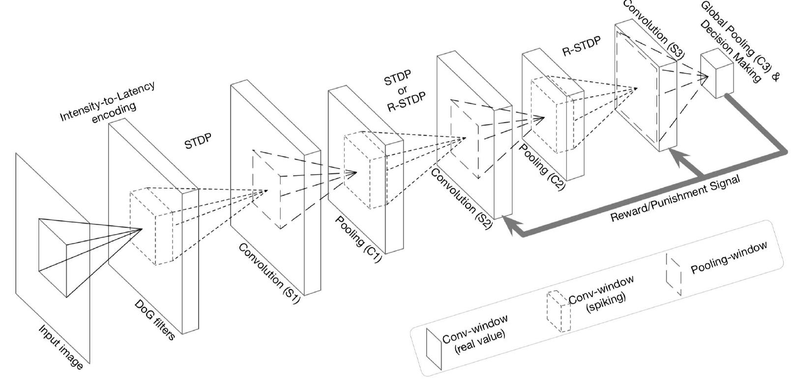 Figure 5. The overall structure of DCSNN for digit recognition. Courtesy of [79].  ees: © ee enn “ee: his 2) ii aaa  To illustrate how to implement an SNN framework for computer vision, we choose the task of image classification with the DCSNN network [79]. The overall structure of DCSNN for digit recognition is shown in Figure 5. The input image is convolved with six different Gaussian (DoG) filters at various scales with zero padding. Window sizes are set to 3 x 3, 7 x 7, and 13 x 13, where their standard deviations (71, 72) are (3/9, 6/9), (7/9, 14/9), and (13/9, 26/9), respectively. Then, a spike is generated and propagated to the next layer by an intensity-to-latency encoding [80]. From the output of the DoG filters, all the values below 50 are ignored and the remaining values are descendingly sorted, denoting the order of spike propagation. Generated spikes are processed through three spiking convolution-then-pooling layers (S1-C1, 52-C2, and S3-C3). The convolutional layer (S-layer) contains several 2-dimensional grids of IF neurons, which constitute the feature maps. All S-layers are trainable, employing either STDP or R-STDP learning rules The C-layer has the same number of feature maps as its previous S-layer, and there is a one-to-one association between maps of the two layers. There are two types of C-layers: spike-based and potential-based. The network makes its decision in C3, where neurons are pre-assigned to digits, and the decision is the digit assigned to the neuron with either the maximum internal potential or the earliest spike time. When the decision of the network has been made, it will be compared with the original label of the input image. By using the R-STDP rule for synaptic plasticity, a reward or punishment will be generated depending on if the decision and ground truth label match or mismatch [67].  