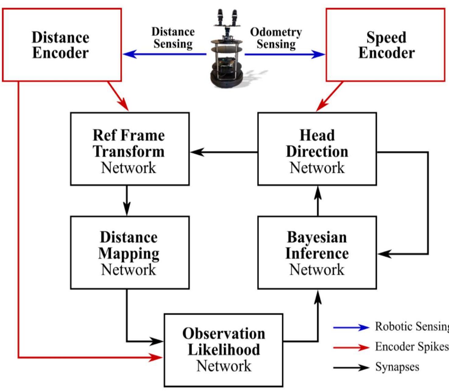 Figure 6. The overall structure of SNN architecture for SLAM. Courtesy of [88].  activity of speed cells and sensory neurons encoding the angular speed and the distance tc  he nearest object, respectively. Wit  Transformation (RFT) receives the the allocentric distance representa network); Distance Mapping (DM  the map from the DM to compute heading based on the egocentric 0  representation within the HD.  h five sub-networks, Head Direction (HD) receives the  input from the speed cells and plays the role of the heading of the robot; Reference Frame  egocentric input from sensory neurons and generate: tion in the world reference frame (defined by the HL learns the allocentric observations from the RFT anc  forms a map of the robot’s surrounding environment; Observation Likelihood (OL) uses  the observation likelihood distribution of the robot’: bservation from sensory neurons; Bayesian Inference  BI) produces a near-optimal posterior of the robot’s heading and corrects the heading 