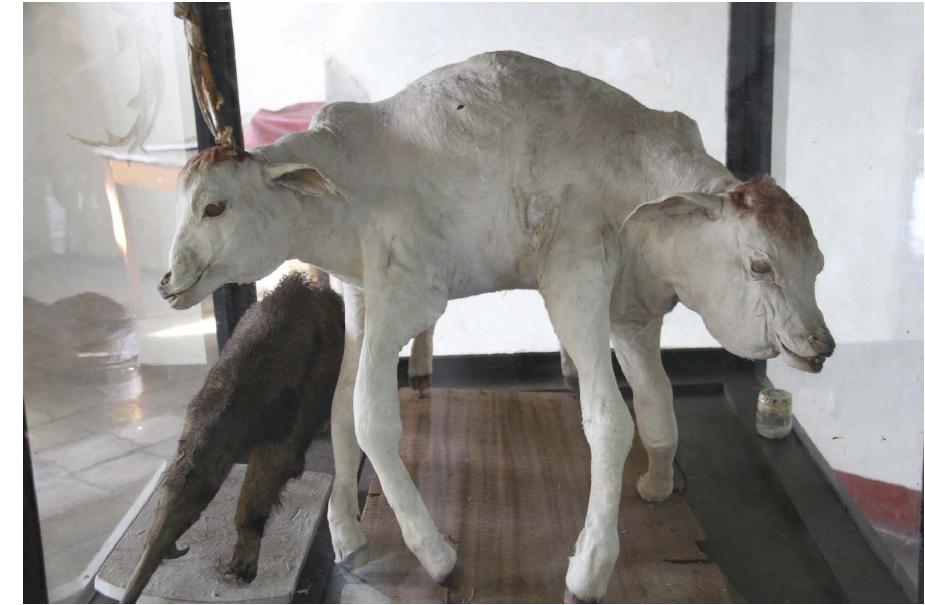 Fig 3. Double bovine calf Fuigalpa, Nicaragua. Courtesy of Camelid Country. 