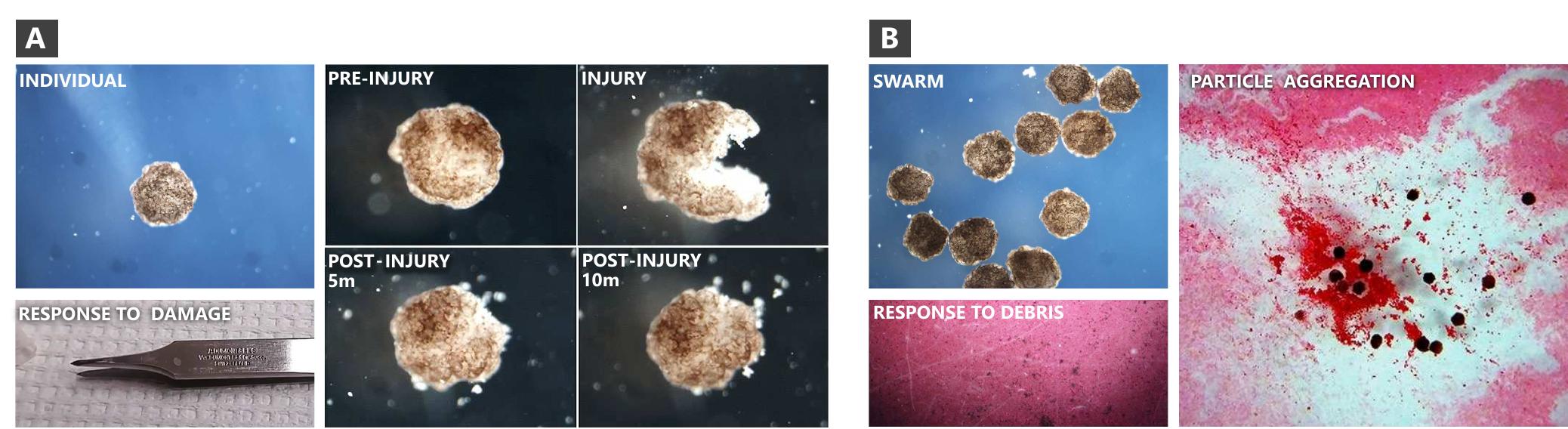 Figure 8. Lifelong learning in reconfigurable organisms. (A) Individuals, when challenged with mechanical injuries, rapidly repair the insult and restore their initial functionality. At the molecular level, repair dynamics can be visualized in real-time using in vivo metabolic reporters, and the resulting signaling networks can be extracted for use in lifetime learning algorithms. (B) Likewise, swarms of reconfigurable organisms demonstrate emergent task performance such as the aggregation of debris from the environment, providing a testbed to further engineer this behavior and determine how such information could  be used in transfer and adaptation to a new task. 