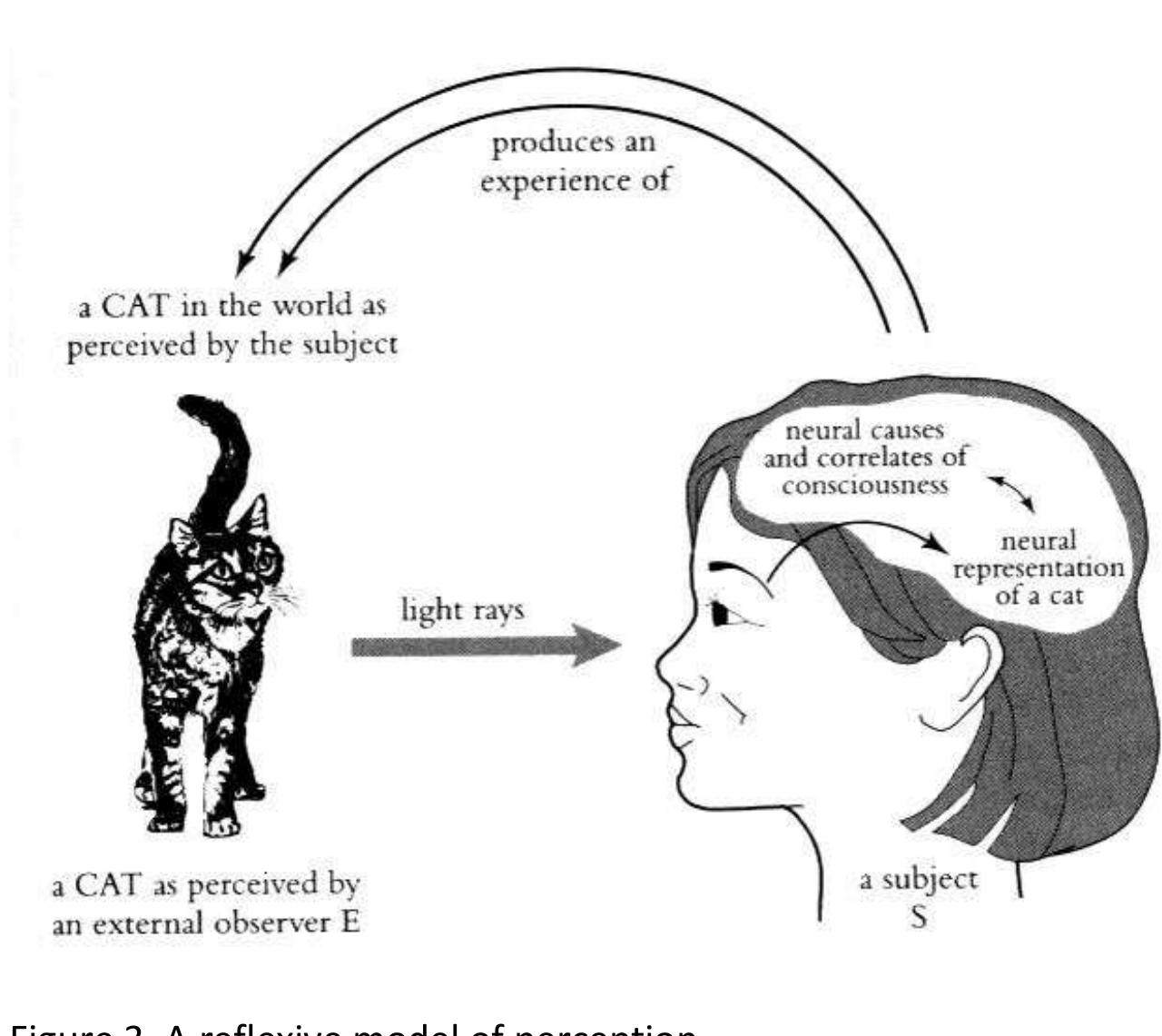 In most respects Figure 3 is the same as Figures 1 and 2. As before, there is a cat in the world (perceived by E) that is the initiating stimulus for what S observes, and the proximal neural causes and correlates of what S experiences are, as before, located in S’s brain. The only difference relates to the ontology and location of S’s experience. According to dualists, S’s experience of a cat is a state of “stuff that thinks” that is located “nowhere”; according to reductionists, S’s experience of a cat is a state or function of the brain that is located in her brain; according to the reflexive model, both of the former models are driven by assumptions about the nature of consciousness that have no basis in the phenomenological evidence with the consequence that their claims about the ontology and location of consciousness systematically discount or deny the importance of what S actually experiences. If you place a cat in front of S and ask her to describe what she experiences, she should tell you that she sees a cat in front of her in the world. This phenomenal cat literally is what she experiences—and she has no other experience of a cat “nowhere” or “in her brain.” According the reflexive model, this other experience is a theoretical fiction, and that is why the dualist versus reductionist argument about the nature of this other experience cannot be resolved. Applying Occam’s razor gets rid of both the fiction and the argument.  and how it relates to the brain and physical world is shown in Figure 3.  the first-person evidence. This applies to their beliefs about (a) what conscious experiences are like, and (b) where conscious experiences seem to be placed in relation to the brain and the physical world. If this is true, it is hardly surprising that their dispute is irresolvable, and that the nature of consciousness remains a puzzle for science. A reflexive model of the nature of conscious experience and how it relates to the brain and physical world is shown in Figure 3. 