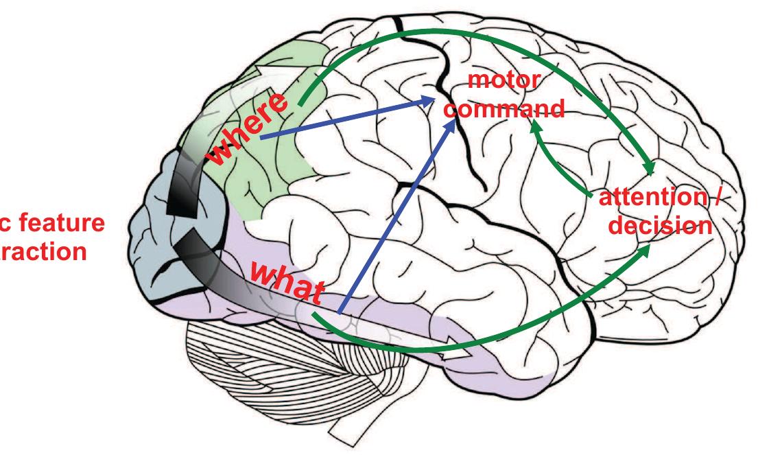 Figure 2. Basic architecture of the visuo-motor system. Primary visual areas perform basic feature extraction. The dorsal and ventral strean analyze the extracted information in terms of, respectively “where” and “what” content. A motor command is then elaborated in motor areas, with  the contribution of prefrontal regions, devoted to tasks of higher complexity. doi:10.1371/journal.pone.0036958.g002 