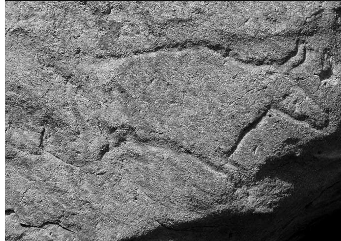 Fig. 7. Bovid drawing (panel no. 16). Width of the drawing: c. 45 cm. 