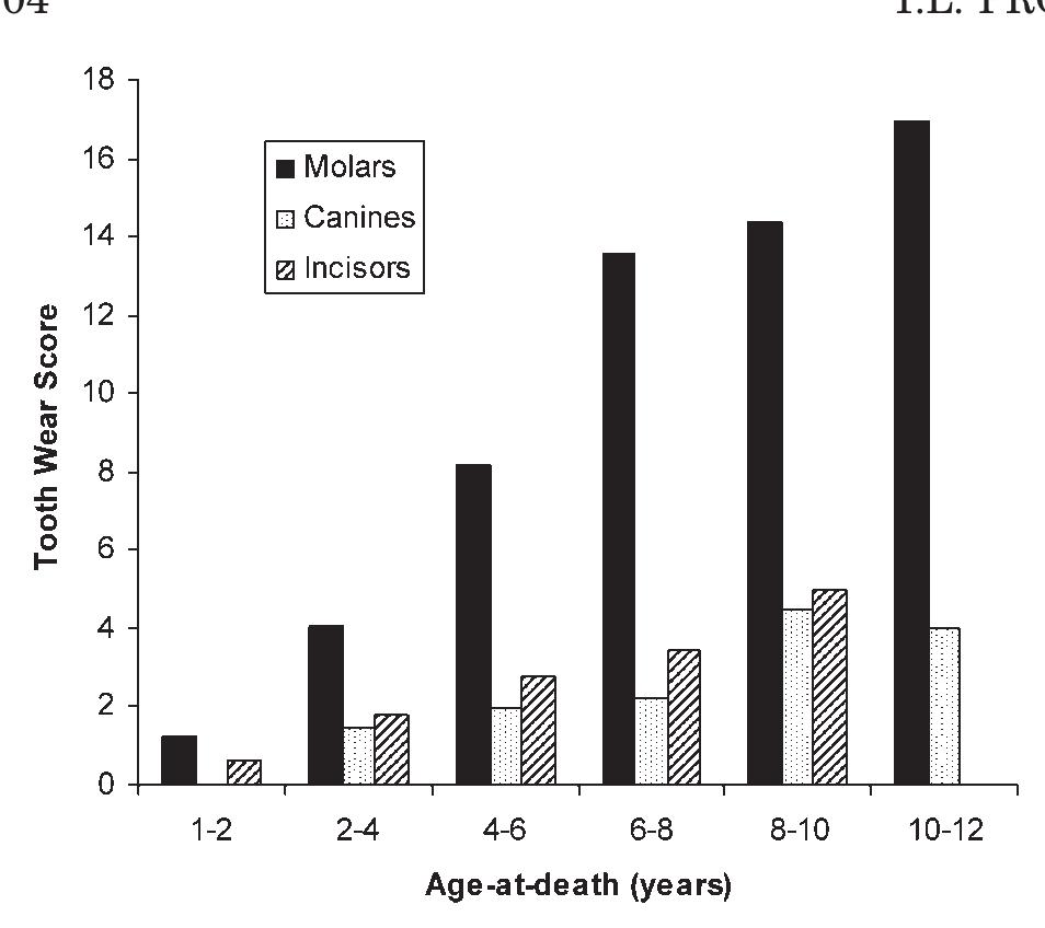 Fig. 7. Average tooth wear scores by tooth type and age category. 