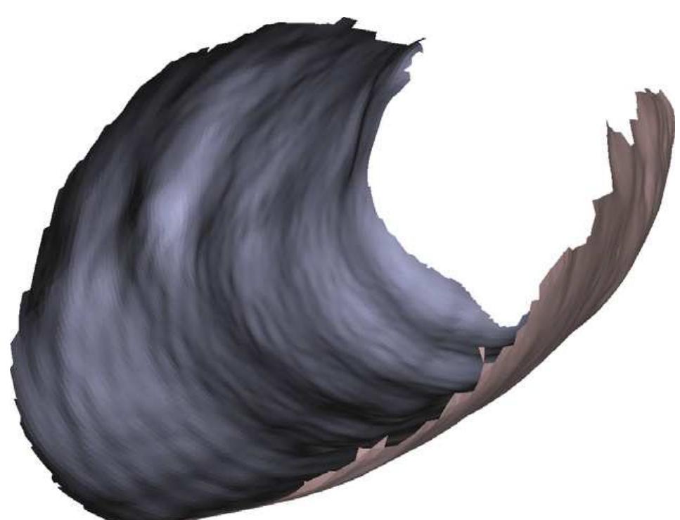 Fig. 19. Inner surface of a lamb’s windpipe created from 26 images. No additional smoothing was applied. Note the recovered longitudinal ripples at the bottom. The missing area at the top is due to the camera connection cable.  Fig. 18. Ex-vivo lamb trachea sample. 