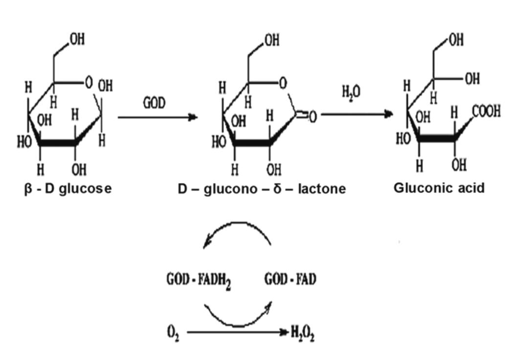 Fig. 1—GOD reaction showing the oxidation of B-D-glucose to gluconic acid 