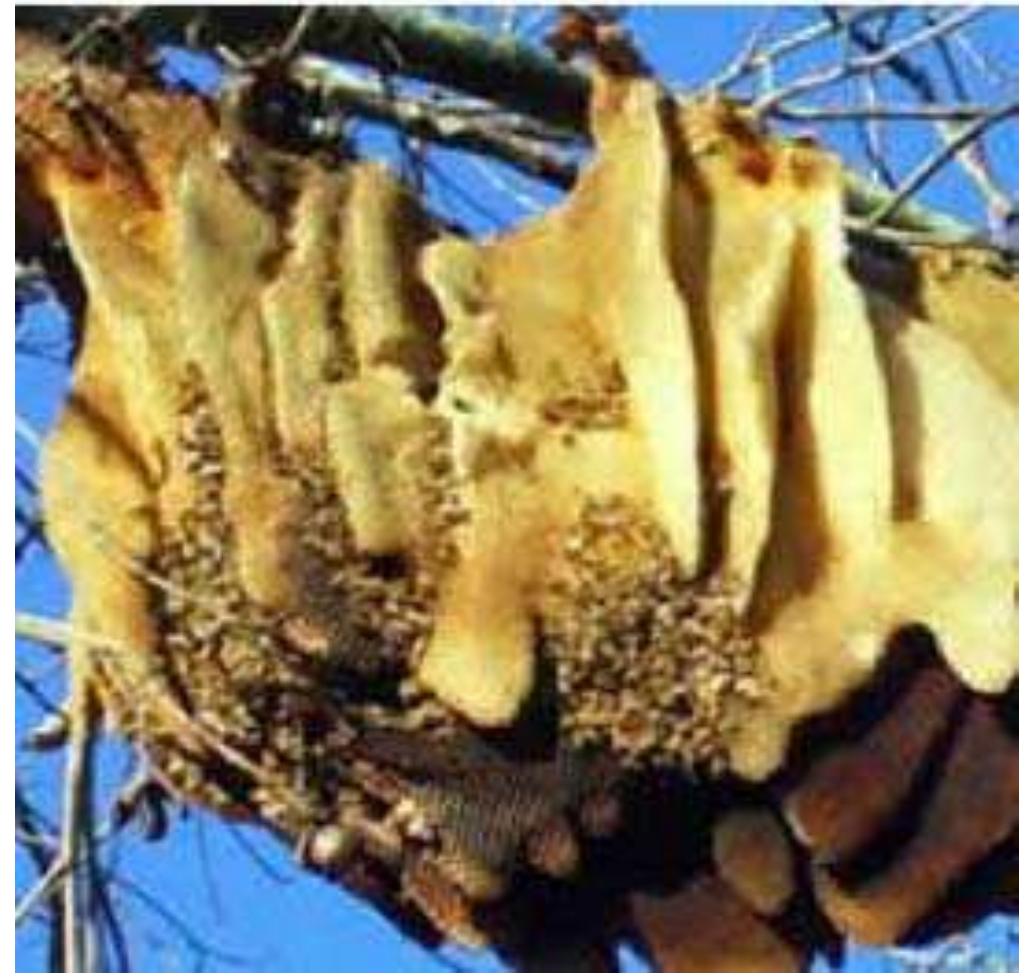 Fig. 2a. Wild Bees in Nature with Varying Wax Constructs Symbolizing “Primary Sense.” ith permission from eXtension, www.extension.org/pages/20996/ school-ipm-action-plan- for-honey-bee  Fig. 2a. Wild Bees in Nature with Varying Wax Constructs Symbolizing “Primary Sense.” 