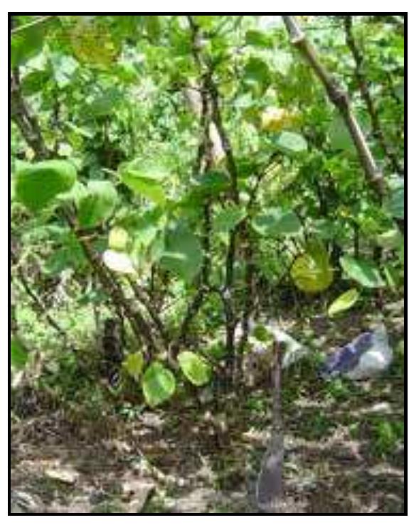 Kava is a leafy shrub with approximately six to ten segmented and noded branches protruding from a centra basal stump (Figure 3.4). It can grow up to three metres tall and is asexual, meaning that it must be propagatec manually (Singh, 2004c:29). Kava was well known across a large expanse of the southern Pacific, from Papué New Guinea (PNG) in the west, to Hawaii (Lebot, Merlin, & Lindstrom, 1997:1; Marshall, 2004:201) in the east - with the exception of Australia and New Zealand” — when it first received its botanical name Piper methysticun f. from Captain James Cook's naturalist (Steinmetz, 1960:3; Singh & Blumenthal, 1997:36). Lebot, Merlin, anc Lindstrom’s (1992:50) investigation into the geographical distribution of Piper methysticum suggests that al kava cultivars originated from a few primary sources in northern Vanuatu. Crowley (1994:88,97) adds to this theory and presents two useful maps which illustrate the “distribution of kava-drinking areas in the Pacific [and] suggested routes for the introduction of kava on the basis of linguistic and non-linguistic evidence” These maps are presented in Appendix B. This offers a contrasting explanation to the mythological and cultura understandings of kava's arrival in each traditional locality (Lindstrom, 2004:12-14).  Figure 3.4  Kava (Piper methysticum f.) at three years of age. (Source: Author) 