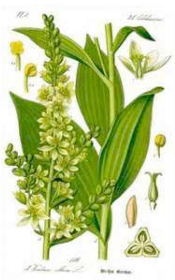 Fig. 7 False Hellebores (Veratum album)  Fig. 6 Helleborus purpureus 
