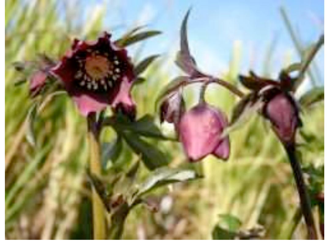 Fig. 5 Helleborus orientalis 