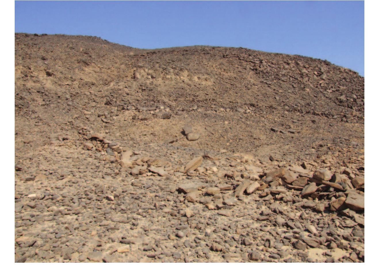 The elevation of the rock art location at CAS-13 is 156 metres a.s.l. (about 50- 0 m above the wadi floor), which is somewhat higher than the Late Palaeolithic rock art ssemblage at CAS-6”. If we take into consideration the fact that during the Late Palaeolithic Vadi Abu Subeira was either closed by a sand dune, as was Wadi Kubbaniya”, and would ecome a temporary lake, or remained open as a wadi with running water, in both cases the levation of the water must have been very high — at least part of the year at the time of the lood. That may explain the elevated position of the drawings’. 