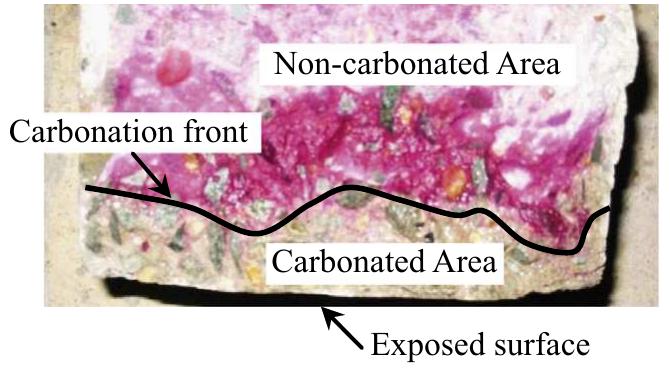 Fig. 7. A cut surface sprayed with phenolphthalein. 