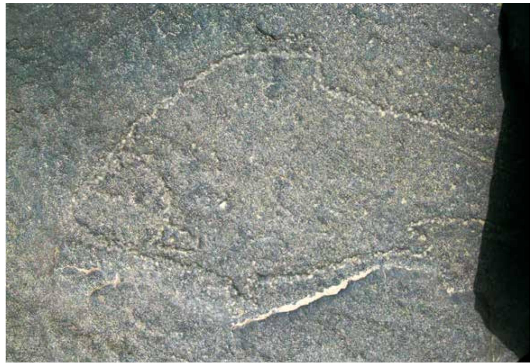 CAS-16 is located on the northern side of Wadi Abi Subeira, about 9 km inland from its mouth and 7 km east of CAS-6. It is a smal and low hill with many tumbled stones on its flanks. Only one of these stones bears a rock art figure, which seems to be a fish (Fig.13). I is very badly weathered, which makes it very difficult to spot and identify. We identified another block below the carved block bearing  a hole depression. No other ancient evidence has been found.   About 5 rock art panels were identified at CAS-14. All of these are on boulders that have tumbled down from the top, implying that they 