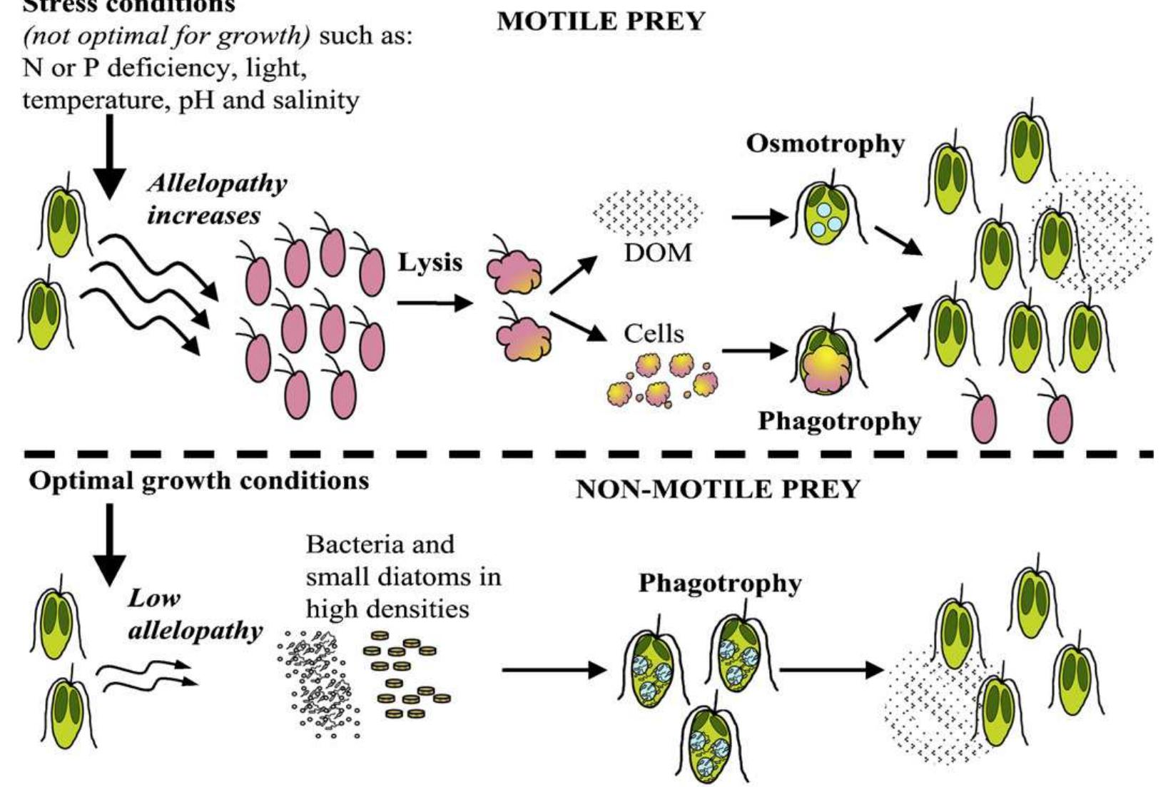Fig. 3. Prymnesium spp. Allelopathy and mixotrophy when ingesting motile (A) and non-motile prey (B). 