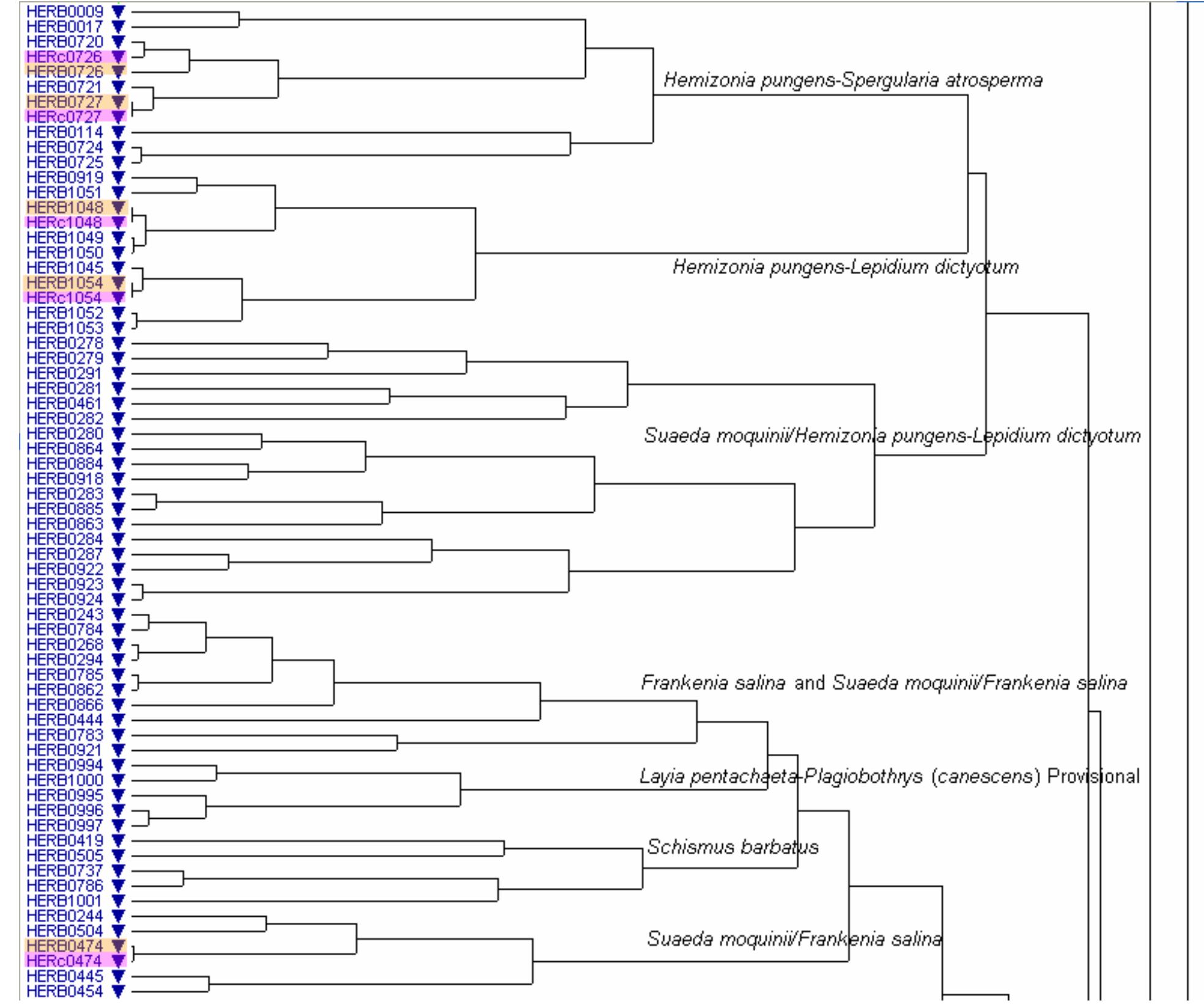 Figure 3. Cluster analysis from compiled surveys illustrating the arrangement and classification order of a portion of rangeland plots. Long-term monitoring plot samples are highlighted with 400 m plots in pink and 100m’ plots in orange. Association names are inserted at the higher  branches of the diagram. 