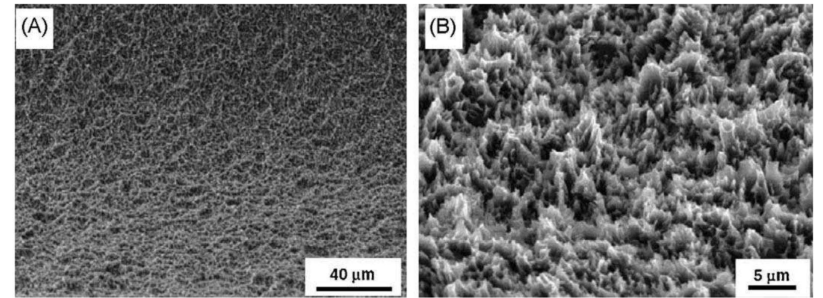 Fig. 42. (A and B) SEM image of a sand blasted and acid etched titanium surface. (Reprinted from [160] with permissions from Institute of Physics Publishing (IOP).) 