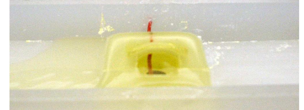 into the same drain line and then back to the holding flask. Allowing the solution to only flow to the drain, and not to the plating bath, causes the solution to be mixed. The suction path also has a sensor port which allows a pH meter and thermocouple to be placed into the solution flow. This port also allows the addition of nH buffers to the solution in order to ensure proper pH.  Figure 12: Uranium plating bath with flowing solution. The red wire connects to the platinum mesh through which the electrolytic solution flows. 