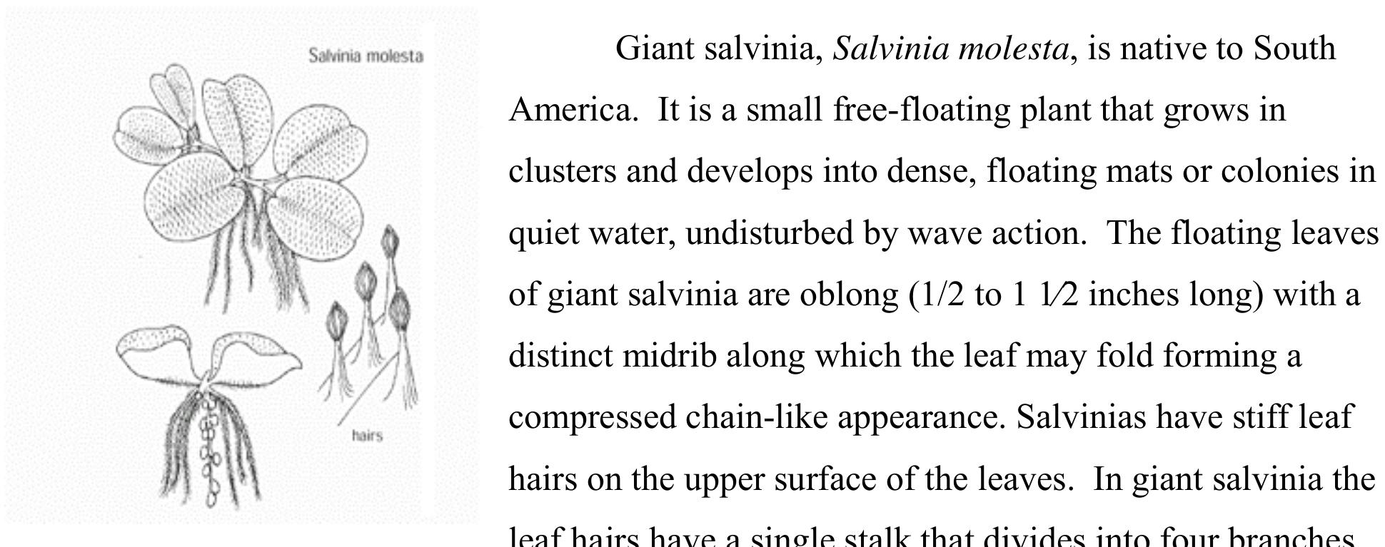 America. It is a small free-floating plant that grows in
 clusters and develops into dense, floating mats or colonies in
 compressed chain-like appearance. Salvinias have stiff leaf
 leaf hairs have a single stalk that divides into four branches
