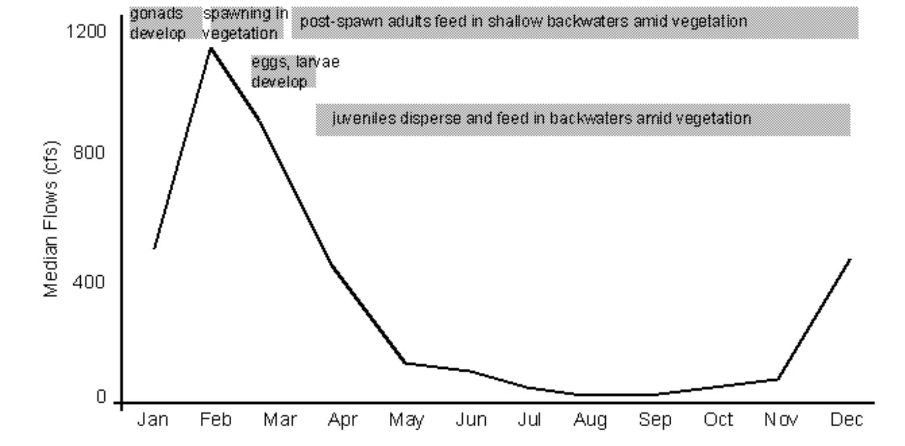 Figure 20. Chain pickerel (backwater-dependent species) life cycle in relation to seasonal flow (portrayed
relative to pre-1957 median flows in Big Cypress Bayou).
