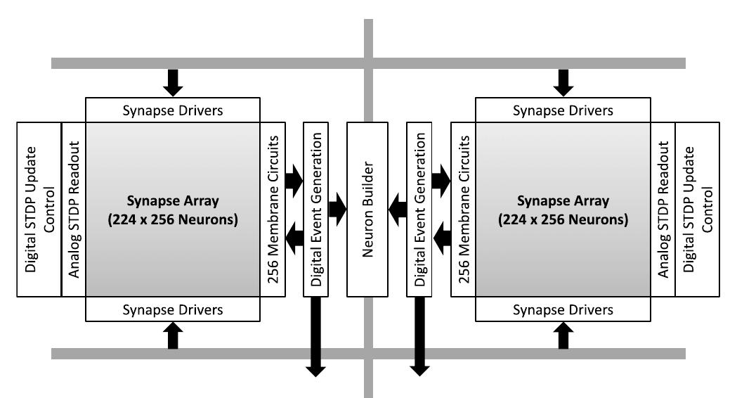 Fig. 1. Architecture of a single Analog Neural Network Core (Schemmel et al., 2010). Each ANC has a symmetric structure with two 224 x 256 arrays of synapses. Every row of these arrays is connected to a membrane circuit, yielding a maximum number of 512 neurons per ANC. The Neuron Builder can be used to combine up to 64 membrane circuits to form neurons with more synaptic inputs. Synapse Drivers receive presynaptic spikes and inject them into the synapse arrays. Separate blocks implement weight updates via STDP (see Section 4.1). The gray bars indicate communication lanes for spike transmission. 