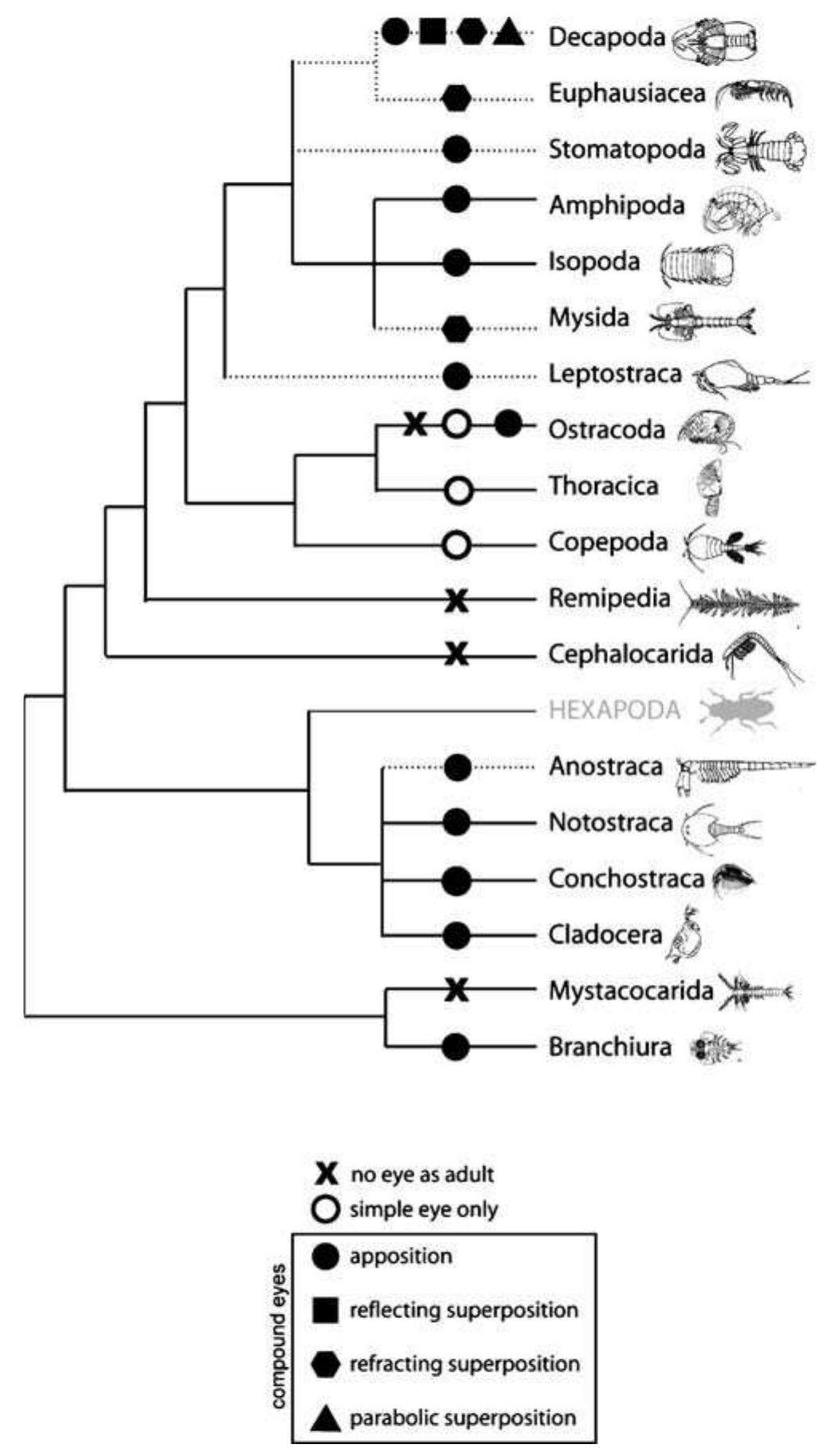 Fig. 1 Phylogenetic distribution of optical eye designs within the major crustacean lineages. Only the eye design of adults is indicated. Dashed branches indicate lineages where compound eyes are on stalks. Topology of the relationships drawn after Schram and Koenemann (2004)