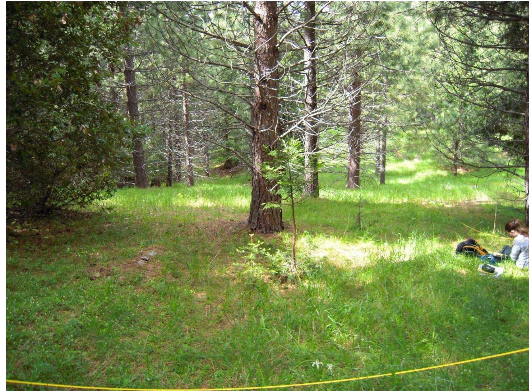 Pinus ponderosa plantation association. Relevé 75, elevation 1161 m. Open pine stand. Graminoids in the understory include Melica subulata var. subulata and Festuca occidentalis. Also abundant in the ground layer is Whipplea modesta.