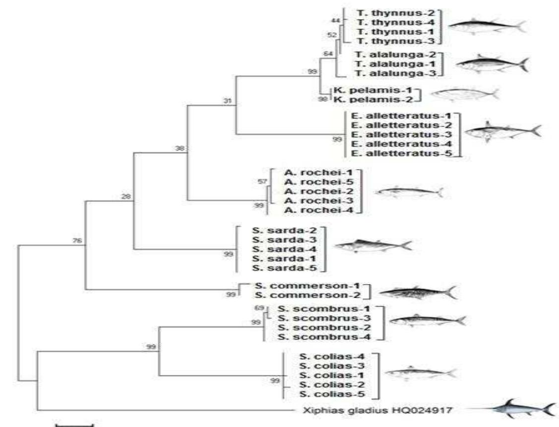 oxidase subunit I (COI) for the identification of 50 European marine fish species (inculuding S. Japonicus and S. Scombrus) by combining techniques of DNA barcoding and microarrays.  Figure 2. Maximum Parsimony phylogenetic tree based on COI sequences. Xiphias gladius was used as outgroup. Numbers on nodes indicate the bootstrap values. Fish drawings: Froese and Pauly (2015)  As a result, while cyt b and COI are equally well suited for DNA barcoding of fishes. On the other ahnd, 16S has drawbacks in discriminating closely related species. This study was also first DNA barcoding attemt on marine fish species of Turkey. Al these studies and many further have shown that genetic identification by ‘‘COI barcodes’’ can provide a useful tool to identify seafood for consumer protection to control fisheries, and to detect possibly cryptic species, and even to describe new species. 