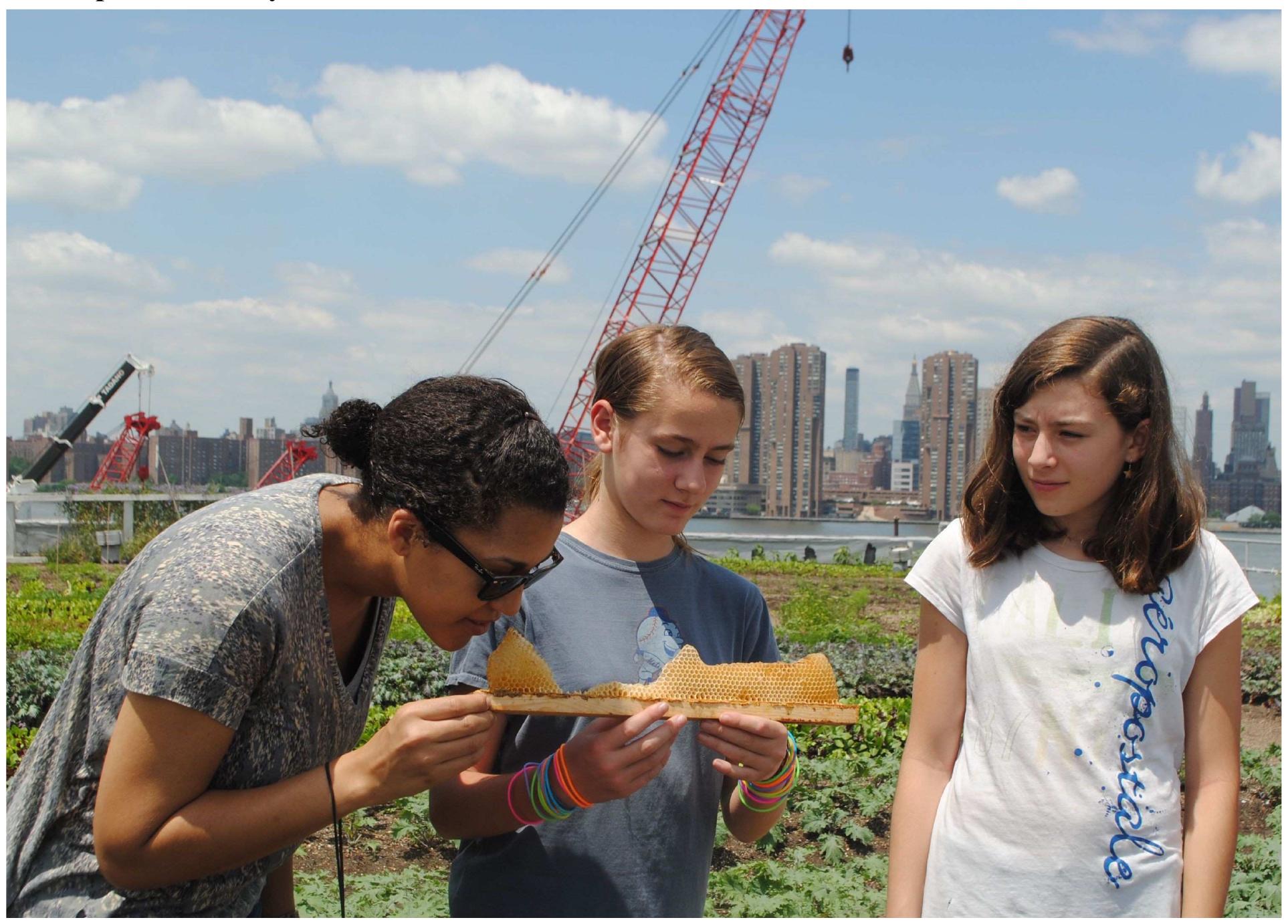 Figure 1. Inspecting a new frame from a Langstroth box at Eagle Street Rooftop Farm in Greenpoint, Brooklyn  © Lisa Jean Moore, 2013. 