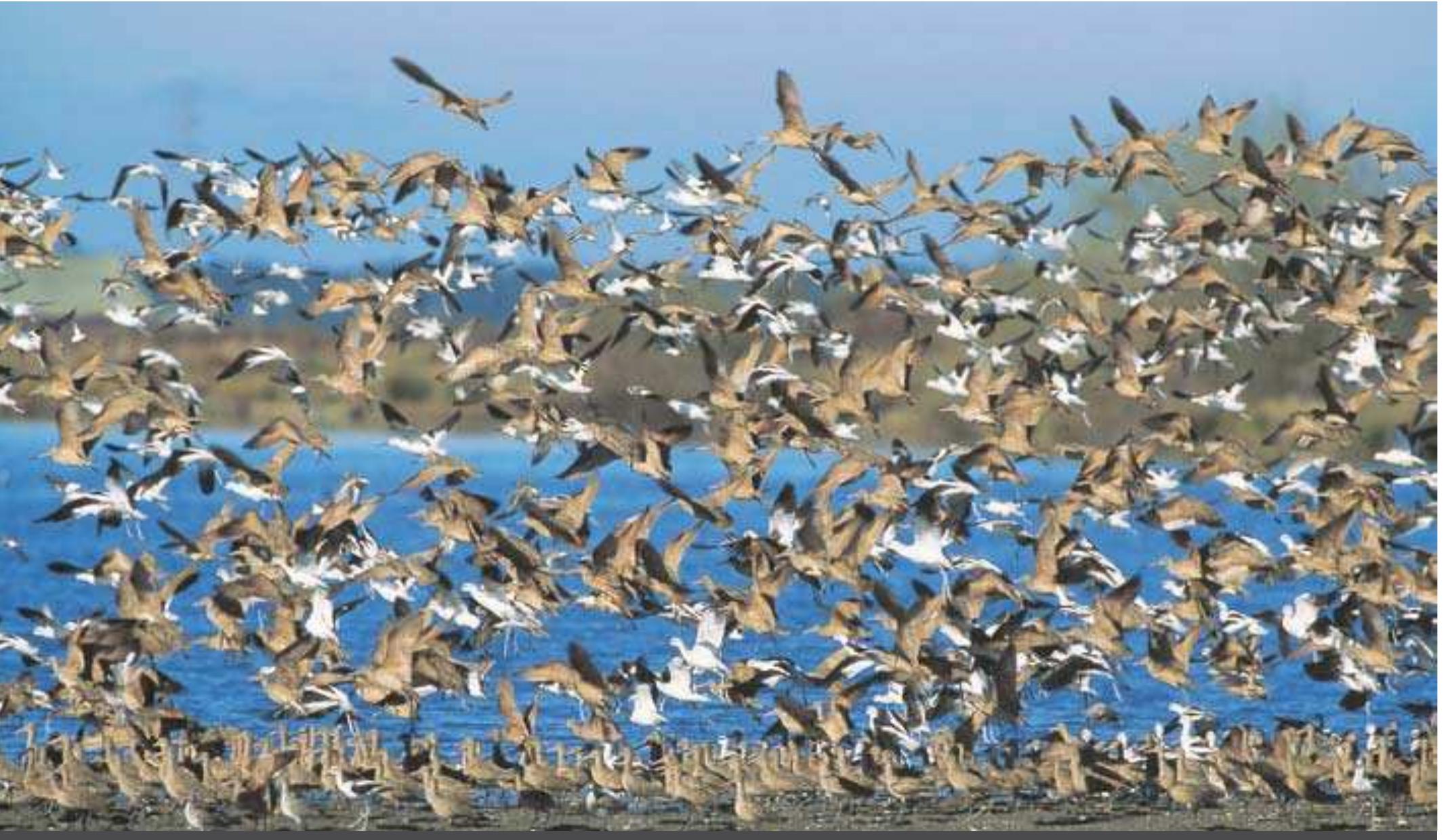 1’ Every year, billions of birds migrate from breeding areas to regions where they spend the winter, some travelling more than 10 000 krr 