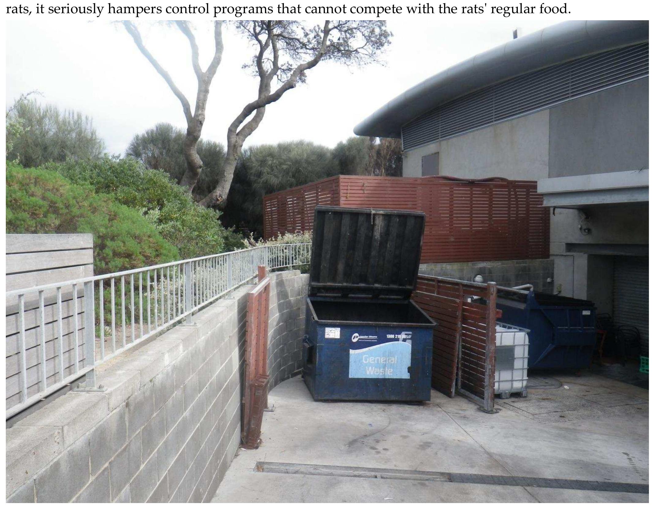 rats, it seriously hampers control programs that cannot compete with the rats' regular food.
 Figure 10 Sofia's dumpster, several birds were observed flying in & out with food scraps. Photo Author.
