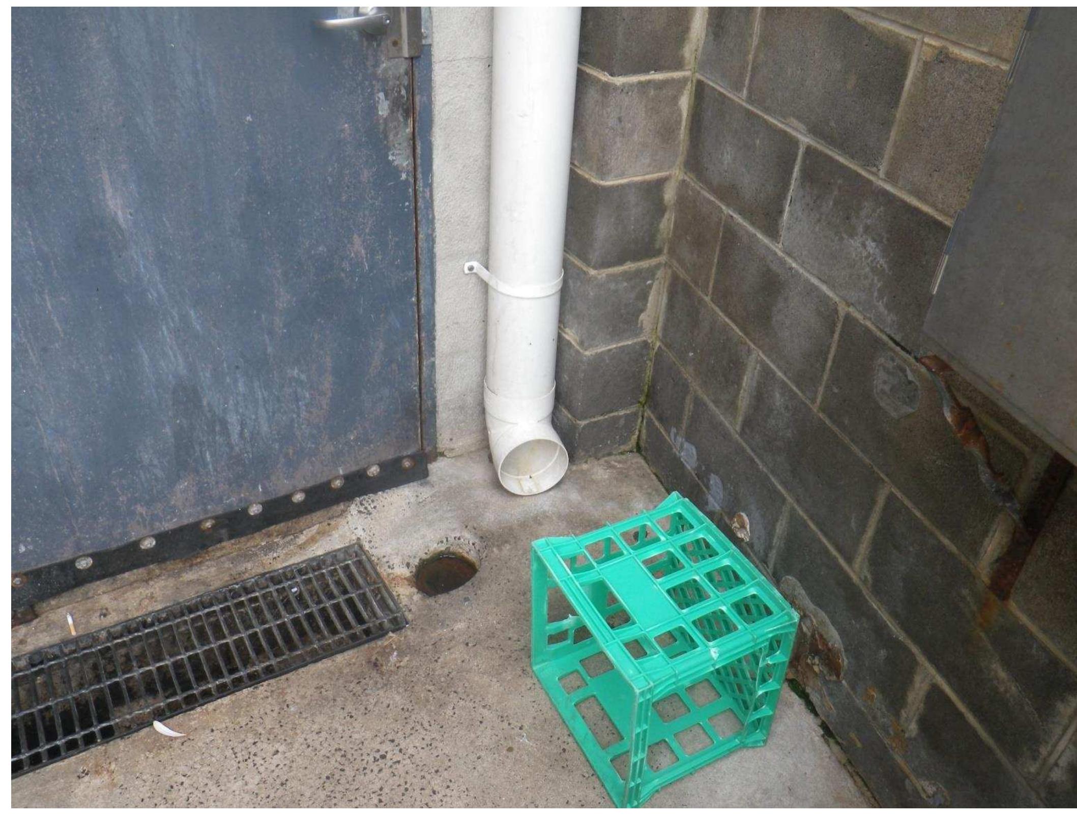 Figure 11 Sofia's rear door area, possible access point to roof and plumbing system for pests. Photo Author.
