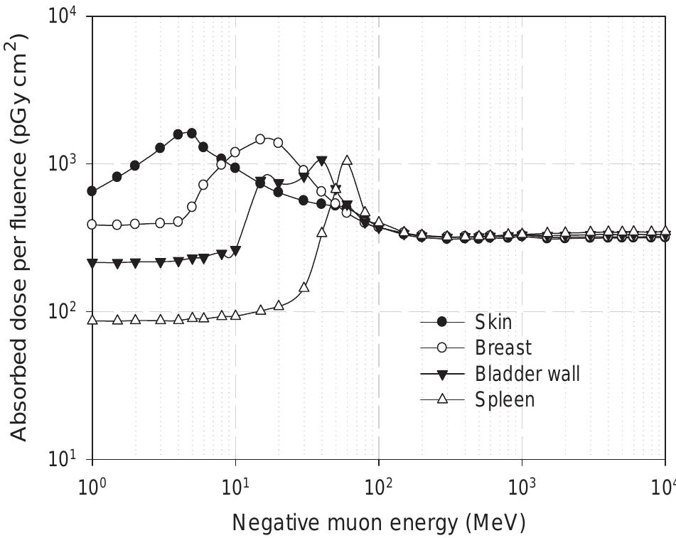 Fig. 4.29. Organ dose conversion coefficients per fluence of negative muons for the female phantom for antero-posterior geometry. 
