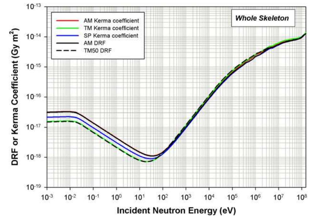 Fig. E.1. Skeletal-averaged neutron dose-response functions (DRFs) and kerma coefficients for the ICRP reference computational phantoms. AM, active marrow; TM, total marrow; TMso, endosteum; SP, spongiosa.  Conversion Coefficients for Radiological Protection Quantities for External Radiation Exposures 